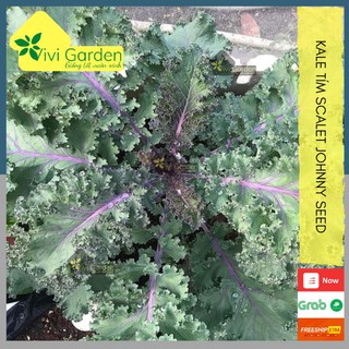 Hạt giống cải xoăn tím kale Scalet giống Johnny s Mỹ giống chuẩn, cây khỏe chịu nhiệt tốt trồng quanh năm thumbnail