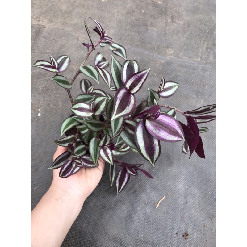 Chậu cứng Combo sắc hồng tím cực xinh