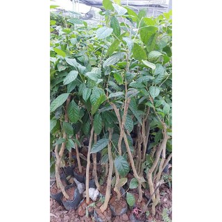 Cây giống trà hoa vàng 60cm