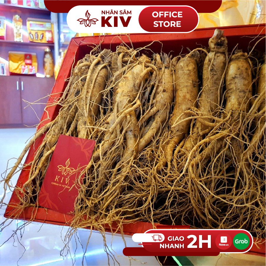 Nhân sâm tươi 235k/củ lớn loại 8-10 củ/kg thượng phẩm | BigBuy360 - bigbuy360.vn