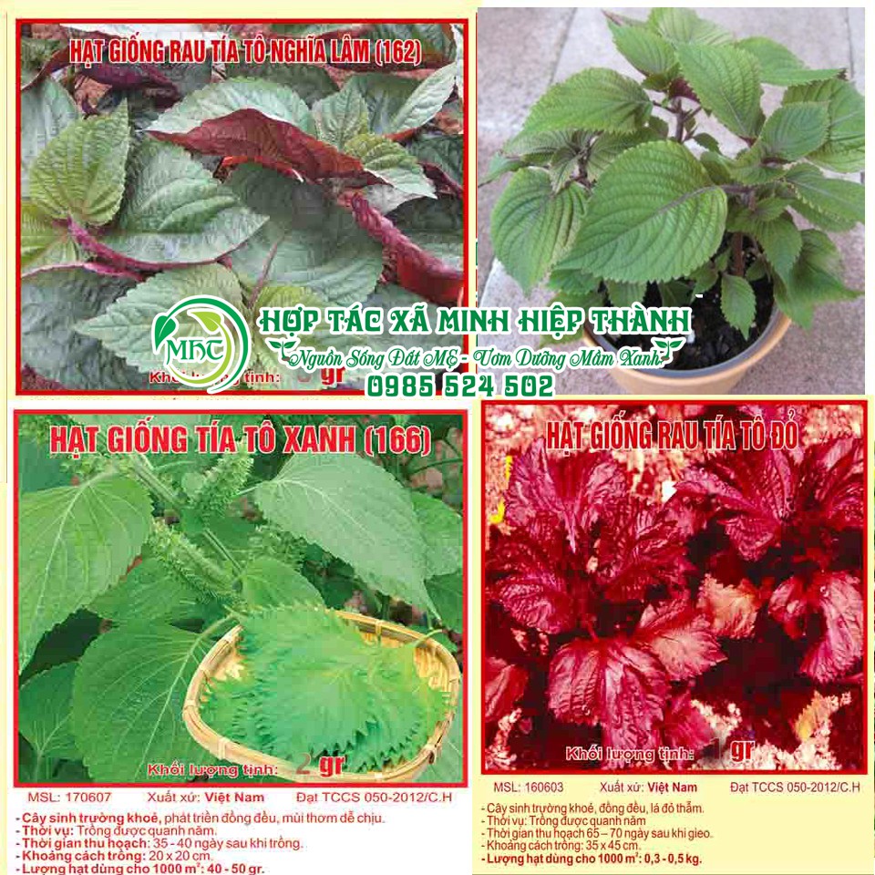 Hạt giống rau tía tô