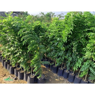 Hạt giống cây sưa đỏ - gói 20 hạt - hgct2