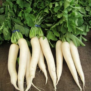 HẠT GIỐNG CỦ CẢI TRẮNG