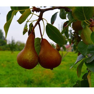 CÂY GIỐNG LÊ ĐỎ NAM PHI