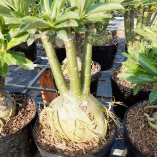 Sứ Thái ghép nhiều màu