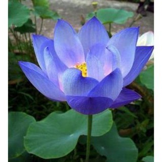 Combo 5 củ tulip