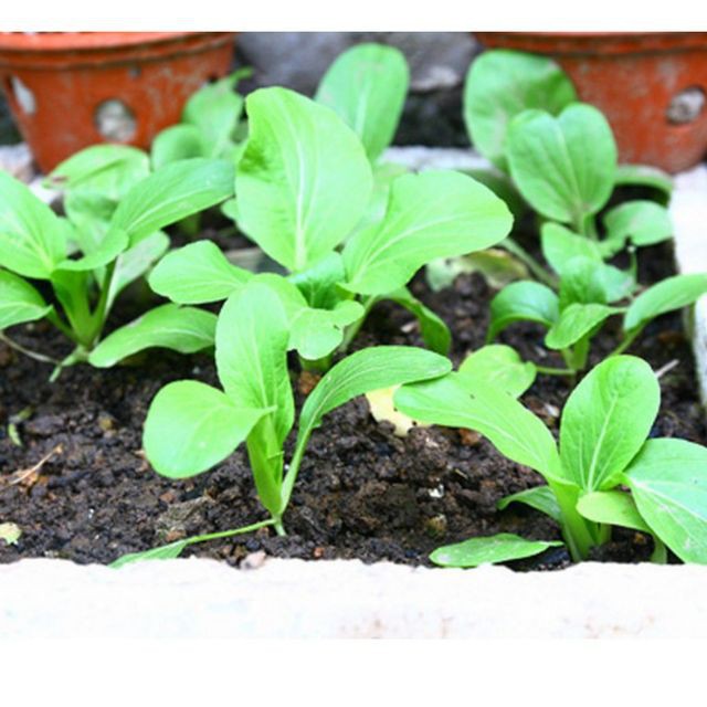 Hạt giông Rau Cải Ngọt thùng xôp dễ trồng 100 hạ