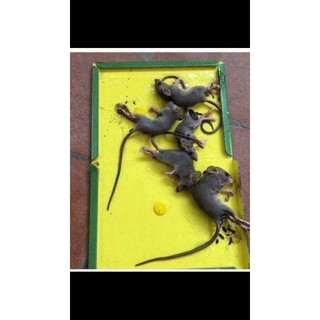 MIẾNG DÁN CHỐNG CHUỘT