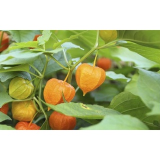 Hạt giống cây tầm bóp(thù lù nam mỹ) 25 hạt.