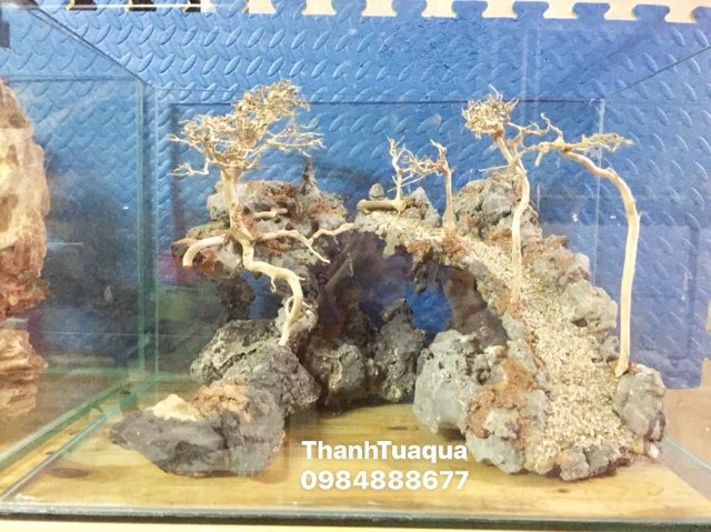 ☘️Bố cục đá chơi bể cá thủy sinh☘️