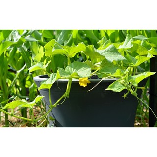 Hạt giống Dưa chuột lửa - Gói 5 hạt