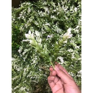 Cỏ điểm 🍀🍀🍀🍀🍀