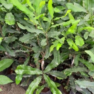 Cây giống mắc ca ghép