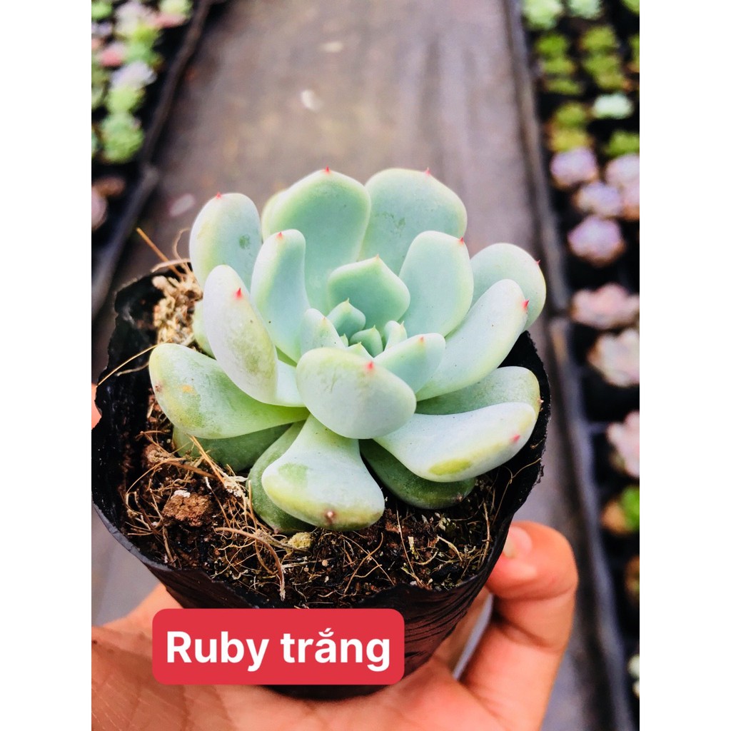 sen đá Ruby trắng