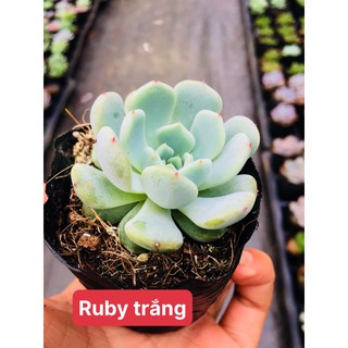 sen đá Ruby trắng