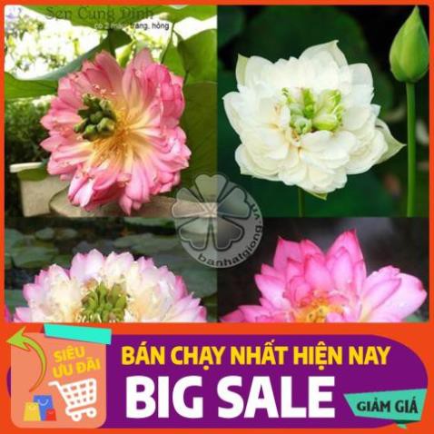 [Chất lượng cao] [Hàng chuẩn] [Free ship] SEN CUNG ĐÌNH (SEN BÁCH HỢP) - gói 10 hạt 2 màu