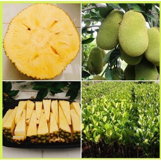 Cây giống mít không hạt