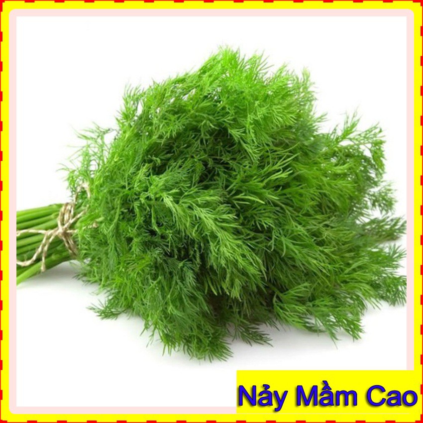 10 Gr Hạt Giống Thì Là ☀FREESHIP☀ Hạt Giống Rau Thì Là Bốn Mùa Chịu Nhiệt Tỷ Lệ Nảy Mầm Cao