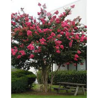 CHẬU CÂY hoa tường vy size TO ĐỦ MÀU