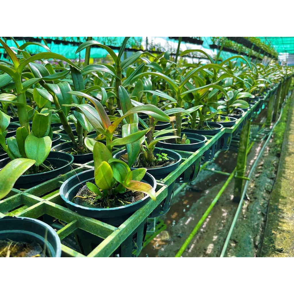 HOA LAN ĐỎ TÍM CHỚP XỔ 5%