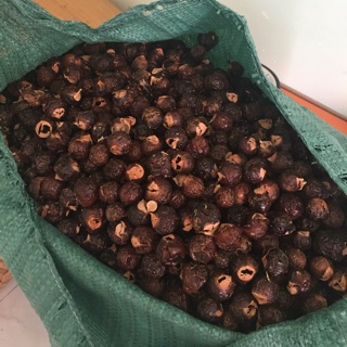 Bồ hòn ngâm enzym