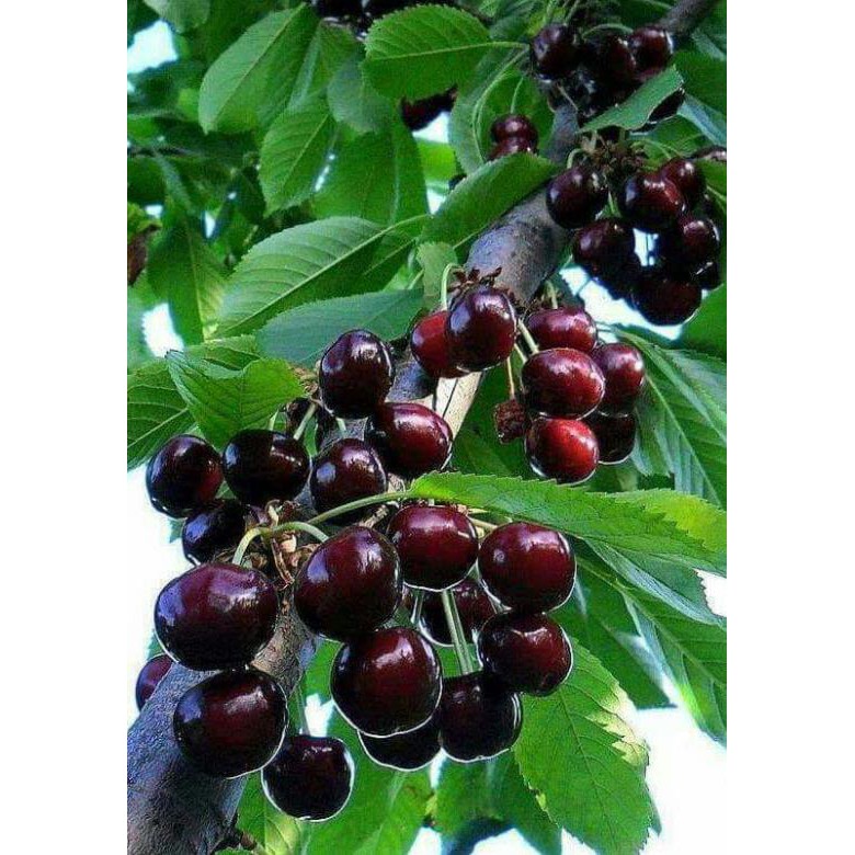 [FREESHIP - Xả Khô Máu] cây cherry mỹ