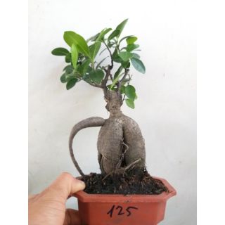 Cây Đa Nhân Sâm bonsai