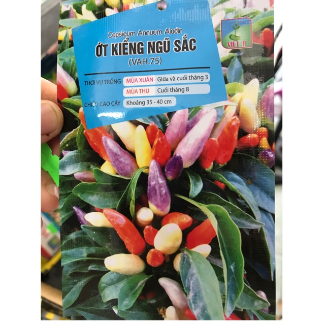 Hạt giống ớt ngũ sắc