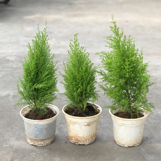 cây tùng thơm để bàn