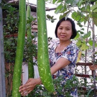 Hạt giống Bầu Sao trái dài, năng suất và nhanh thu hoạch , đã được kich mầm+ tặng kèm hướng dẫn trồng
