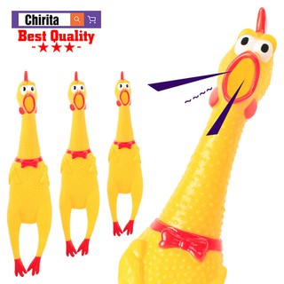 Gà a lử bóp kêu cỡ to 41cm