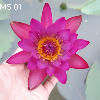 - Cây hoa súng thái màu đỏ