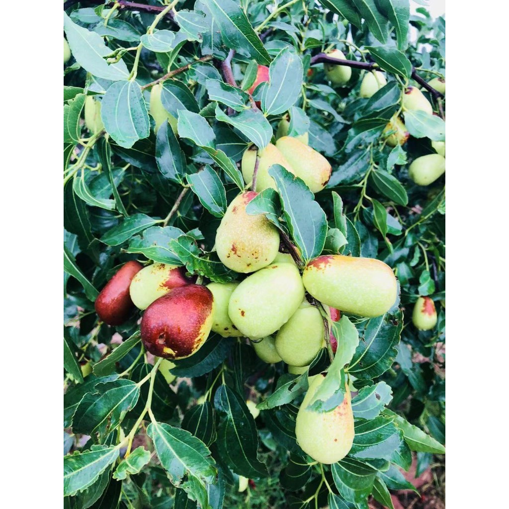 Táo Đỏ Hữu Cơ Green Nature Organic Jujube 500g