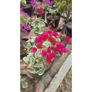 hoa giấy lá cẩm thạch