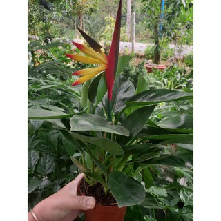Cây đế vương xanh