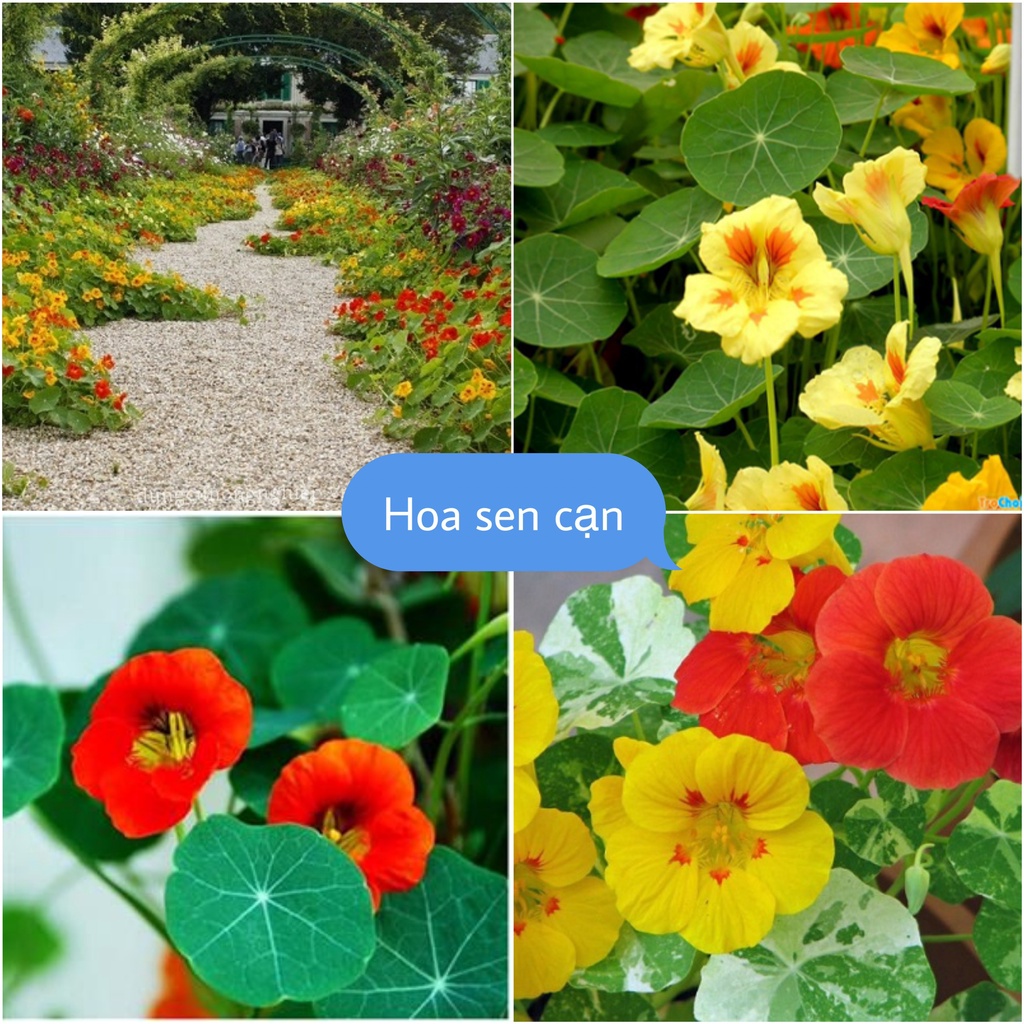 Hạt Giống Hoa Sen Cạn F1 loại mix nhiều màu hoa nở đẹp dễ trồng