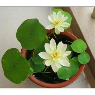 5 hạt giống hoa sen mini nhật