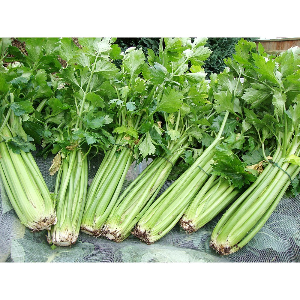 Hạt giống cần tây Cần tây khổng lồ 200 hạt