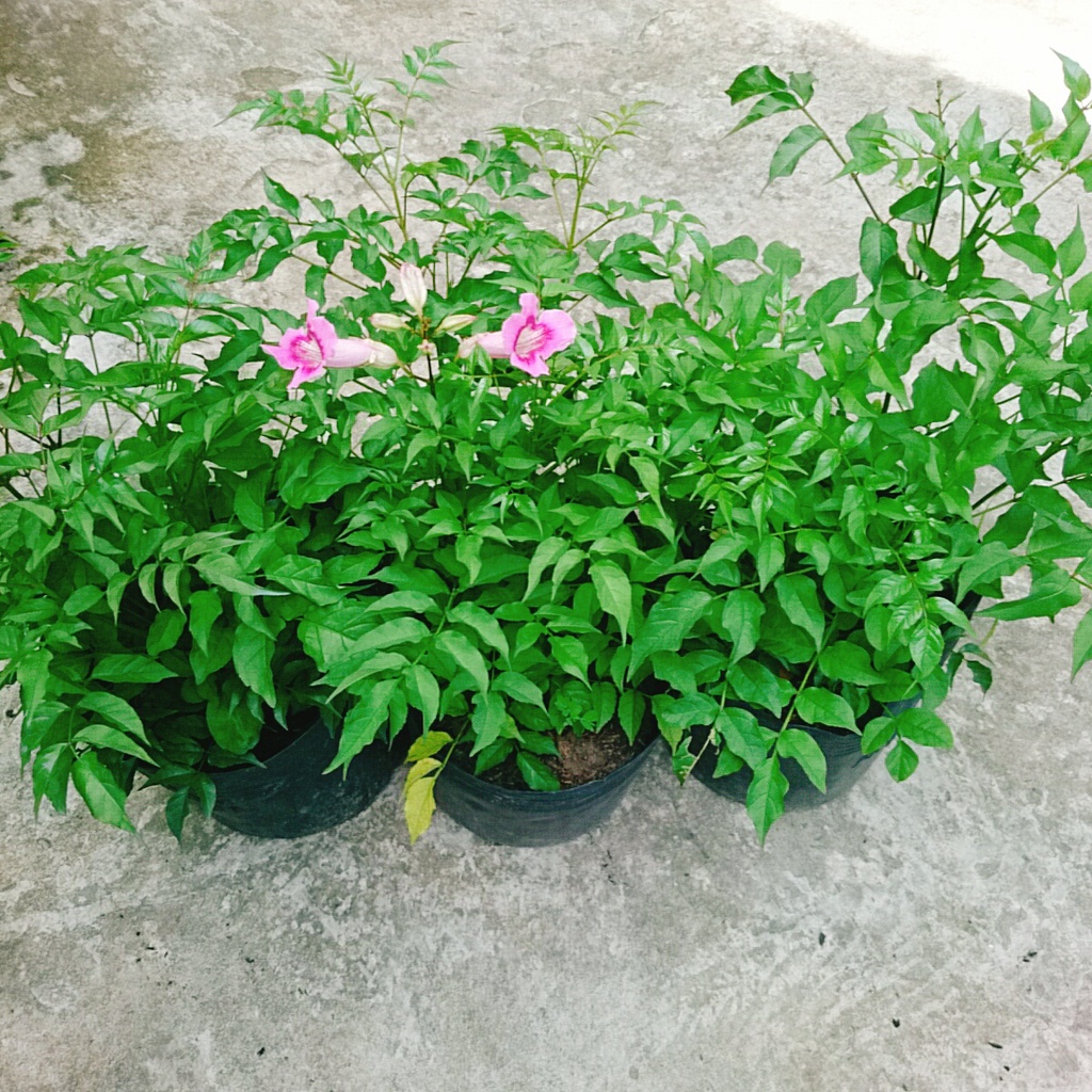 Cây hồng thiên hương  - cây cảnh đẹp - caykiengsadec