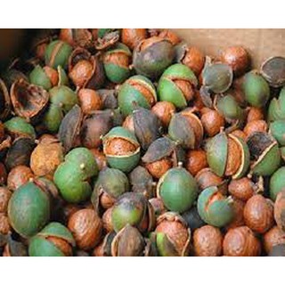 Mắc ca ĐakLak 0,5kg size lớn