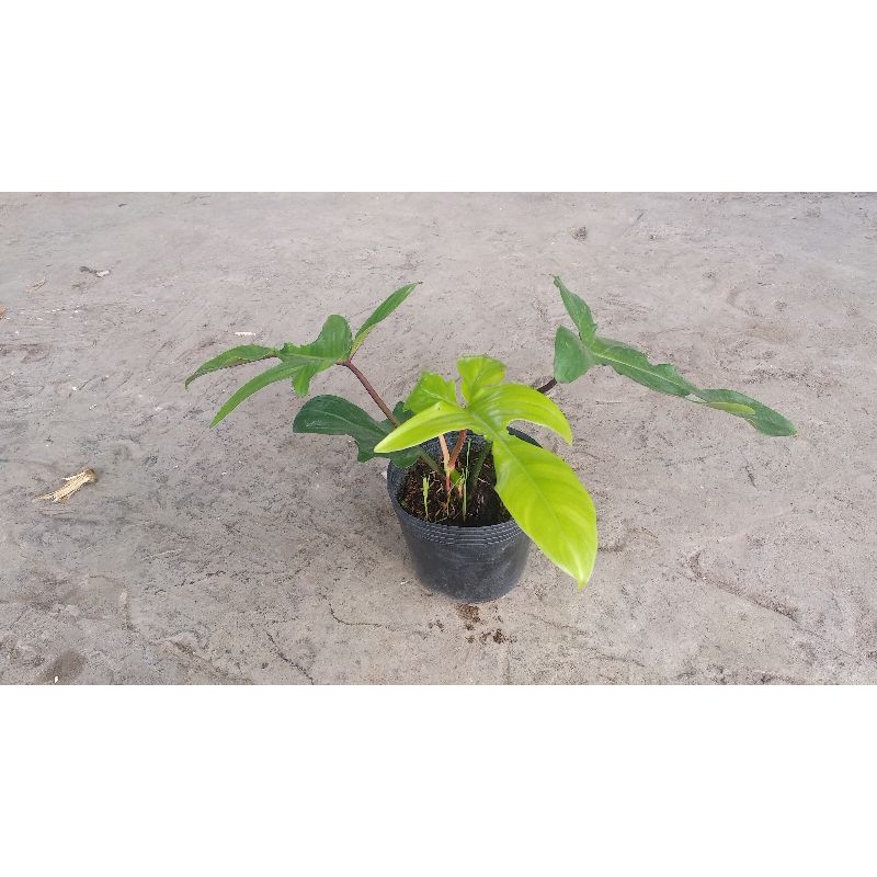 Trầu chym én