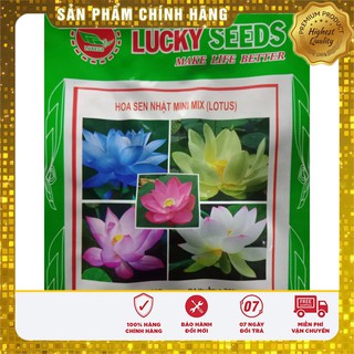Hạt Giống Sen Mini Nhật( 5 hạt)