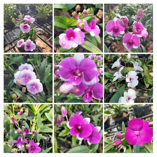 COMBO 05 BỤI DENDRO MINI ,CÂY TRƯỞNG THÀNH ,HÀNG LÁ,NHIỀU MÀU ,MÀU NGẪU NHIÊN,KHÔNG CHỌN ĐƯỢC MÀU.