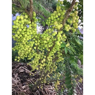 cây chùm ruột ngọt