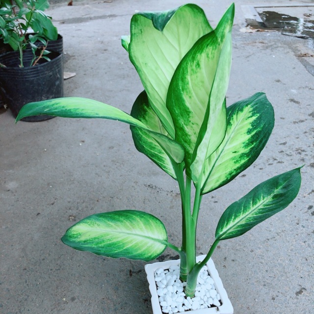 Chậu Vạn Niên Thanh