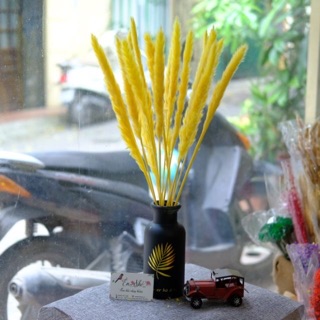 Cành lau khô