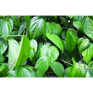 100g lá trầu không sạch