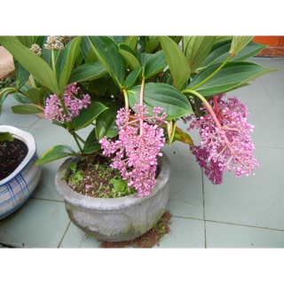 Cây hoa hòn ngọc viễn đông- Hoa đẹp trang trí sân vườn- Decor- Phong thuỷ- Cây hoa kiểng Đồng Tháp