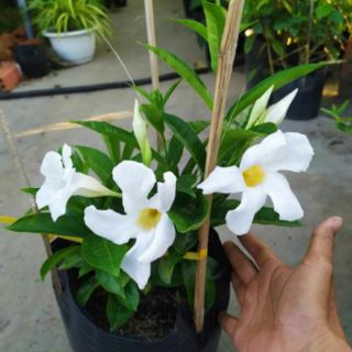 Cây 🌲 Tuyết Anh ♌ leo siêu hoa