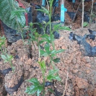 CÂY GIỐNG GẤC NẾP